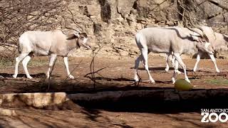 All About Addax [upl. by Inglebert]