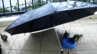 Wild Rainbow Lorikeets in the rain Under the umbrella [upl. by Aihk]