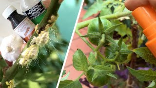 INSECTICIDA 3 en 1 🐌🐜🐛 Dale una PALIZA a las PLAGAS con este PESTICIDA RECOMENDADO por EXPERTOS ✅ [upl. by Nesmat]