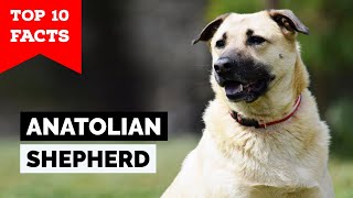 Anatolian Shepherd  Top 10 Facts [upl. by Eitra]