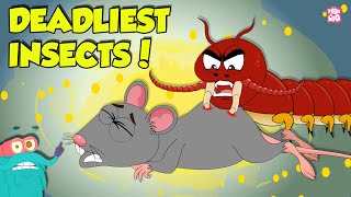 Deadliest Insects in the World  Centipede vs Earwig  Dangerous Insects amp Bugs  Dr Binocs Show [upl. by Aicilet]