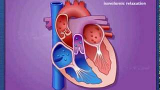 Cardiac Cycle  Systole amp Diastole  Metacafe2mpg [upl. by Eibob]