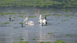 Spotbilled Pelicans and Great Cormorants enjoying in their natural habitat [upl. by Ikceb193]