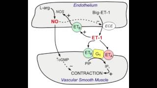 Bosentan  Endothelin blocker [upl. by Ellora]