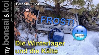 Bonsai 20244  FROST  Die Winterlager und die Kälte [upl. by Haliehs185]