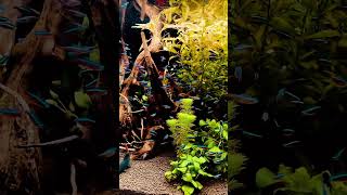 Beautiful neon tetra planted tank setup idea short shorts youtubeshortsshortvideo [upl. by Nadaha925]