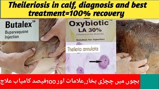 Theileriosis in calf field diagnosis signs amp symptoms and best treatment with 100 recovery [upl. by Omura]