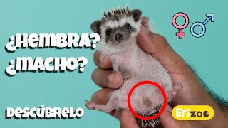 ¿Cómo saber si mi erizo es hembra o macho  Erizoo México  Venta de Erizos en México [upl. by Buzzell]