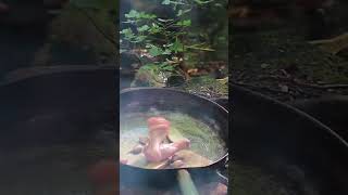 Ultimate Teriyaki Chicken  Outdoor Cooking with Mr Ramsay the Owl 🦉 [upl. by Crain]