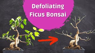 Drastic Ficus Bonsai Defoliation  Taking Off Almost All Leaves [upl. by Helgeson]