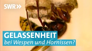 Kein Panik Umgang mit Wespen und Hornissen [upl. by Olympe]