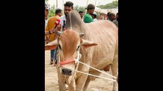 ভাই কত নিলো ২০২৪  দেখুন ক্রেতারা কোরবানির গরু কে কত দিয়ে কিনলো  হযরতপুর গরুর হাট 2024 [upl. by Alia]