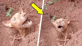 Man dug out a dog from the ground but what he found next to it shocked everyone [upl. by Acsecnarf]