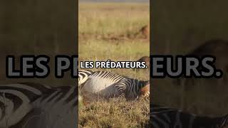 Pourquoi les Zèbres Ontils des Rayures 🦓animaux MindCurio [upl. by Nylorahs395]