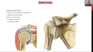 Membro Superior  Articulações [upl. by Nahtanoy]