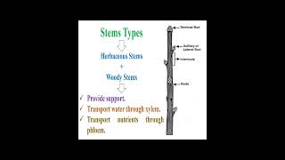 Plant Stem Types and Important geneticteacher [upl. by Wun]