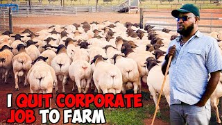 I Left Corporate Job amp Now Richest Dorper Sheep Farmer [upl. by Namien]