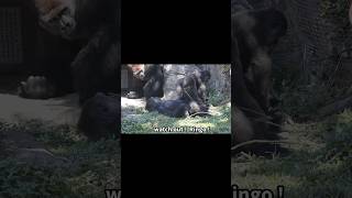 little gorilla mimics silverback 🤣 gorillatag 金剛猩猩 台北市立動物園 shorts [upl. by Julienne]