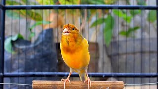 Canary Bird Performance for young male canary singing training to prepare for mating 4 [upl. by Maloney]