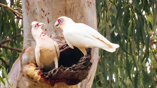 Longbilled corellas in the wild [upl. by Larkins734]