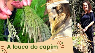 🌾 Plantas secas flores matos e capins para arranjo  Colheita Separação e Desidratação [upl. by Ynahirb]