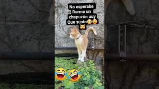 No se esperaba ese chapazon 🤣🤣🤣 [upl. by Kimmi882]