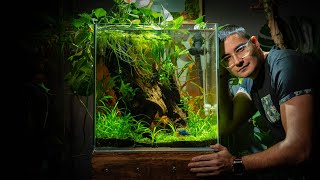 BETTA PARADISE Tutorial 🌿 Massive 33 Gallon aquarium for Billy the Betta [upl. by Anaher]