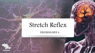 Stretch Reflex  Physiology 3  Lec 5 [upl. by Pryce983]