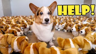 CORGI vs Gigantic Army of Puppies [upl. by Norris]