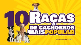 10 Cães mais populares no Brasil SRD vira latas short [upl. by Eirlav]