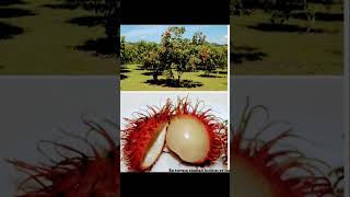 Tropikal Meyve Rambutan shortvideo viralvideo meyve bilgipaylaşımı tropical [upl. by Dee Dee]