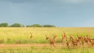 Impalas have no idea where the leopard is [upl. by Shem]