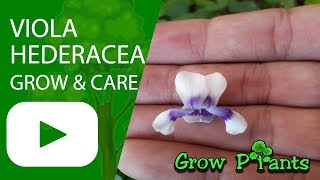 Viola hederacea  grow care amp Harvest [upl. by Irma]