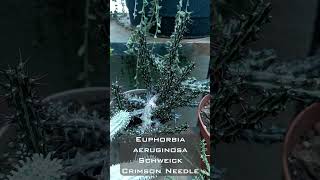 Top 5 Euphorbias in my Garden  Rare Succulent euphorbia [upl. by Haorbed651]