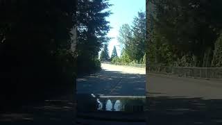 Dont you hate jaywalkers Sent in by Guy dashcam bear northvancouver [upl. by Dnamron564]