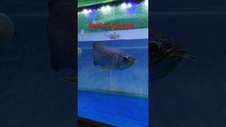 arowana arowanafish arowanalovers Batikarowanaviralvideos fish kolkatafish shots [upl. by Trenna24]