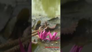 pink water lily farming [upl. by Bouchard199]