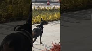 Doberman Dan kaçtım 😱 dog doberman [upl. by Htrag]