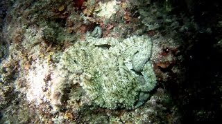 Sveta Marina Scuba Diving Video July 2016 Croatia [upl. by Norrehs]