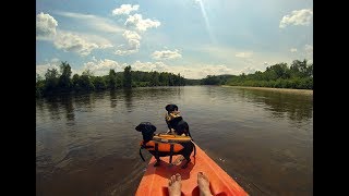 Crusoe amp Oakley Dachshunds Kayaking Adventure New 2017 Edit [upl. by Acinoda163]