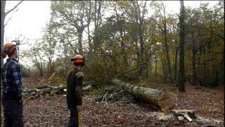 Chainsawing oak trees  just the fun bits NPTC CS32 chainsaw course [upl. by Huntlee626]