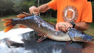 Northern Pike How to CATCH CLEAN COOK [upl. by Subocaj372]