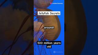 Jellyfish The Oceans Mysterious Drifte shorts ytshorts viralvideo mystery short yt ocean [upl. by Eelirem357]