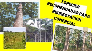 Especies recomendadas para la Reforestación Comercial [upl. by Salsbury]