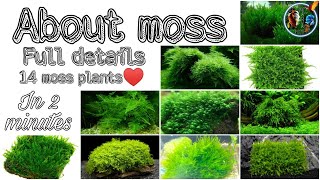 About 14 Moss Plants Full Details In 2 Minutes By PC AQUA PETS amp BIRDS [upl. by Notterb]