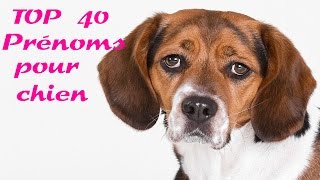 top 40 prénoms pour chien [upl. by Ferullo]