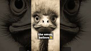 The Great Emu War [upl. by Kwon]