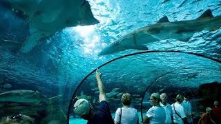 Ripley’s Aquarium Walkthrough  Myrtle Beach SC [upl. by Charity]