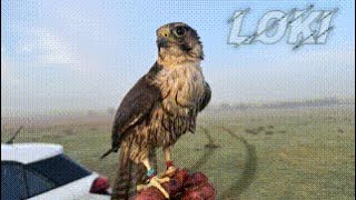 FALCONRY “Lanner falcon hunting the last one” [upl. by Asinla]