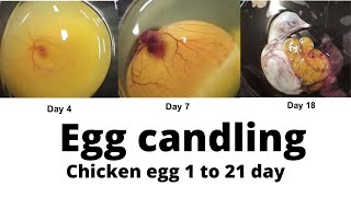 Egg Candling From Day 1 to 21  Egg Embryo Development [upl. by Timothea]